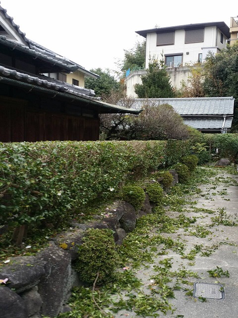生垣の刈り込み　奈良