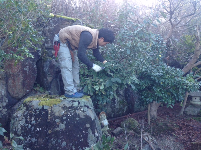 庭木剪定 庭木剪定